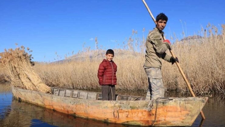 ÇİVRİL’İN SAZ OTU AVRUPAYA İHRAÇ EDİLİYOR