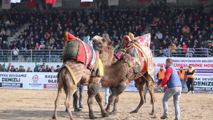 DENİZLİLİLER DEVE GÜREŞİNE AKIN ETTİ