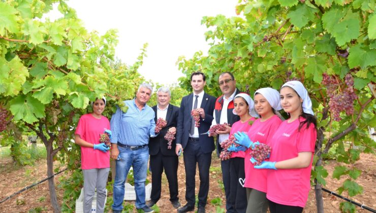 ÇAL’DA ÜZÜM HASADI SONA ERDİ