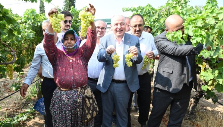 DENİZLİ’DE ÜZÜM HASADI BAŞLADI